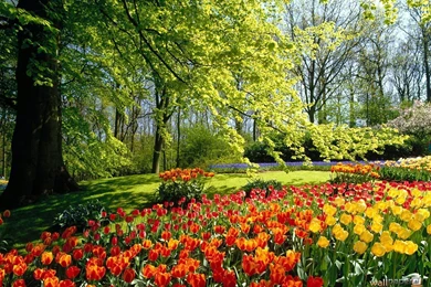Keukenhof Garden HD Wallpapers   Travel HD Wallpapers