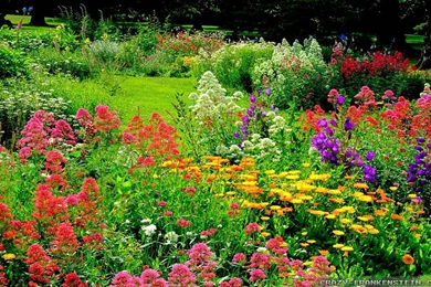 Beautiful Flowers Garden Wallpapers Desktop