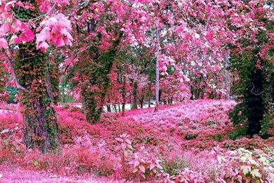 Rose Garden Wallpapers