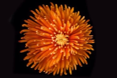 Where Can I Find The Yellow Flower Wallpapers For iPhone 6 ?4731 ...