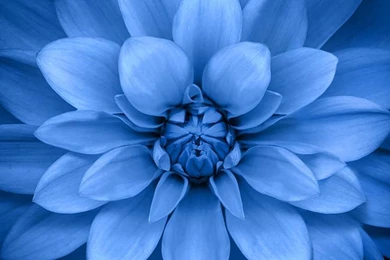 Blue Black Flower