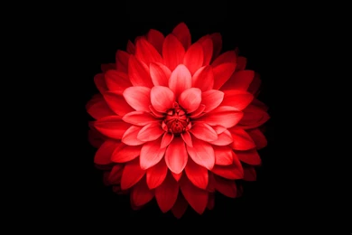 IPhone 6 Plus Red Lotus Flower Retina Wallpaper.jpg