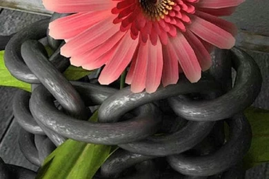 Macro iPhone 6 Wallpapers