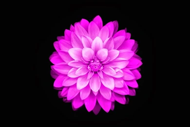 Flower Wallpapers For Iphone 6 8.jpg