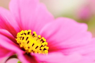 Macro iPhone 6 Wallpapers