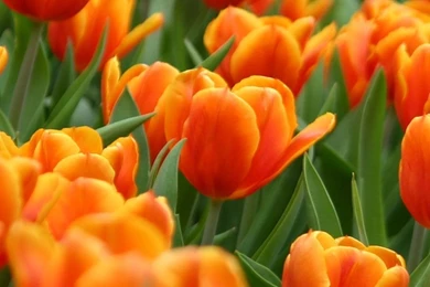 Flower Wallpapers For iPhone 6 Plus   WALLPAPZ   WALLPAPZ