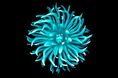 DeviantArt: More Like Inverted IOS 8 Flower Wallpapers By DangitJohnson