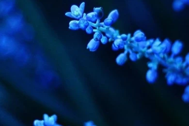 Flower iPhone 5s Wallpapers