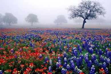 Free Desktop Wallpapers