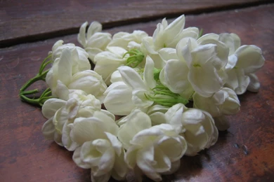 Jasmine Flower HD Wallpapers