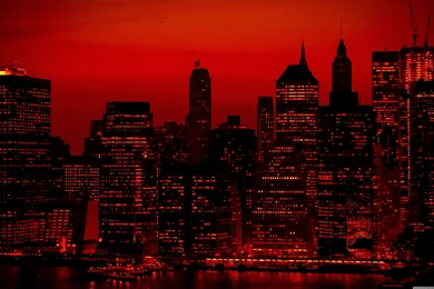 Funny Gorilla And Shark Wallpapers Full HD [2560x1440]   Free ...