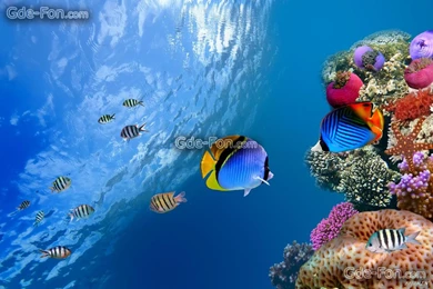 458931_underwater_coral_fish_sea_ocean_od_8576x5696_www.Gde Fon.com.jpg