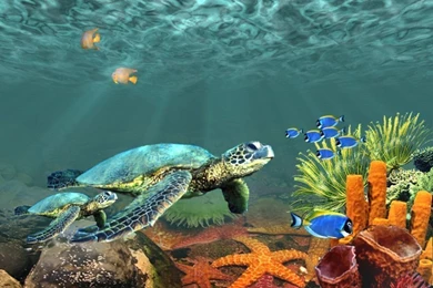 Download This Awesome Wallpapers