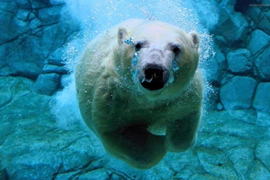 Amazing Polar Bear Underwater Desktop Wallpapers   Dat Nature