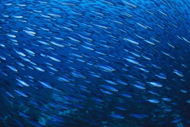 Fishes Wallpapers: Starfish Ocean Sea Sealife Fish Bokeh Wallpapers ...