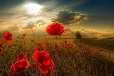 Download Nature Wallpapers HD 6674 1920x1080 Px High Resolution ...