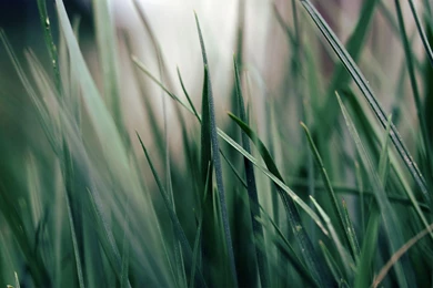 HD Nature Wallpapers   HD Wallpapers Funny Picture