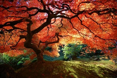 Nature Desktop Photos