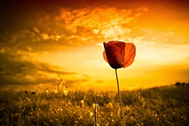 Download All The Ubuntu Community Wallpapers From Karmic To Trusty ...