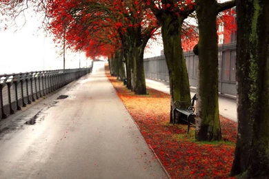 Autume Plants Ubuntu Wallpapers