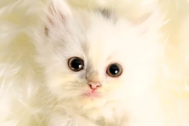 Desktop Wallpapers · Gallery · Animals · White Kitten Desktop ...