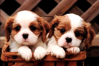 Cute Wallpapers Puppies Photos Of Download Lovable And Adorable ...