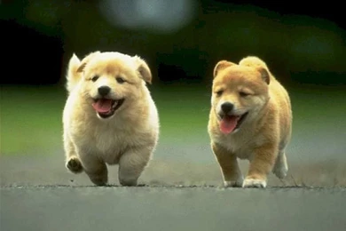 My Free Wallpapers   Nature Wallpapers : Running Puppies