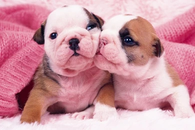 Pictures Of Puppies To Colour In   HD Wallpapers Lovely