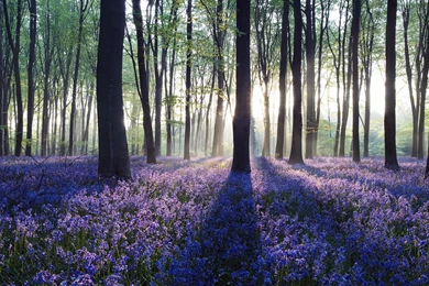 Black iPhone Panoramic Wallpapers