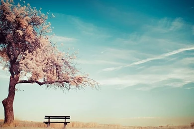 Cherry blossoms tree twitter nature backgrounds.jpg