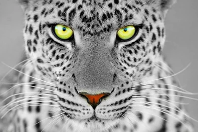 EYES OF A PANTHER WALLPAPER   (