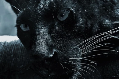 Black Panther Wallpapers