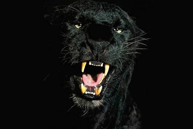 Black Panther Wallpapers