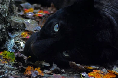 Black Panther Wallpapers