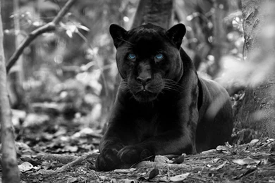 91 Black Panther HD Wallpapers