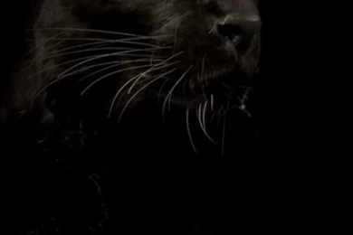 Cats Animals Black Panther Wallpapers