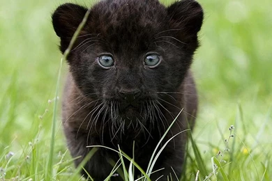 YouWall   Little Black Panther Wallpapers   Wallpaper,wallpapers ...