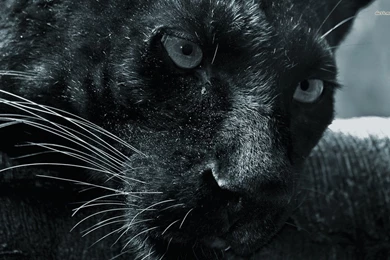 Black Panther Wallpapers   Animal Wallpapers