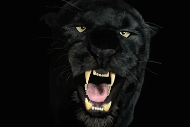 Black Panther Wallpaper.