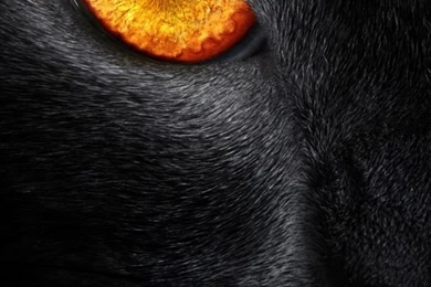 Black Panther iPhone 5 Wallpapers (640x1136)