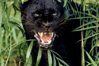 Black Panther HD Wallpapers