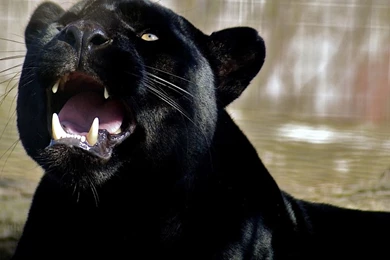 Roaring Black Panther Wallpapers   Animal Wallpapers