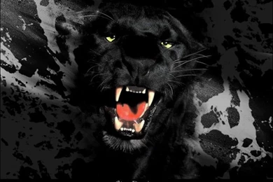 Wallpapers Digital Art > Wallpapers Animals Black Panther By ...