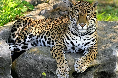 Wallpaper: Panther Wallpapers