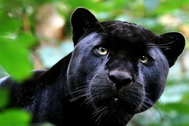 Free Black Panther Wallpapers