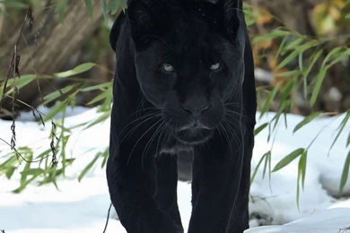 New iPad Air, 4, 3, iPad Mini Retina Panther Wallpapers HD ...