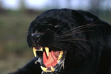 11 Amazing BLACK PANTHER Wallpapers For Your PC HD Tapandaola111