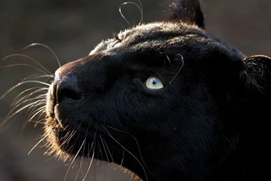 Download Wallpapers 3840x2160 Whiskers, Eyes, Head, Panther 4K ...