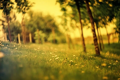 Summer Rain Desktop Wallpapers