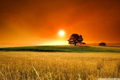 Summer Forest Desktop Background Pics